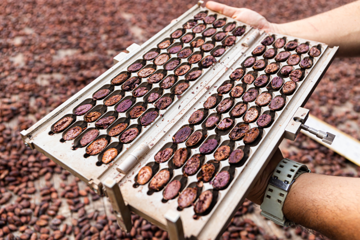 Neuhaus Chocolates Honest Chocolate Neuhaus Chocolates Honest Chocolate