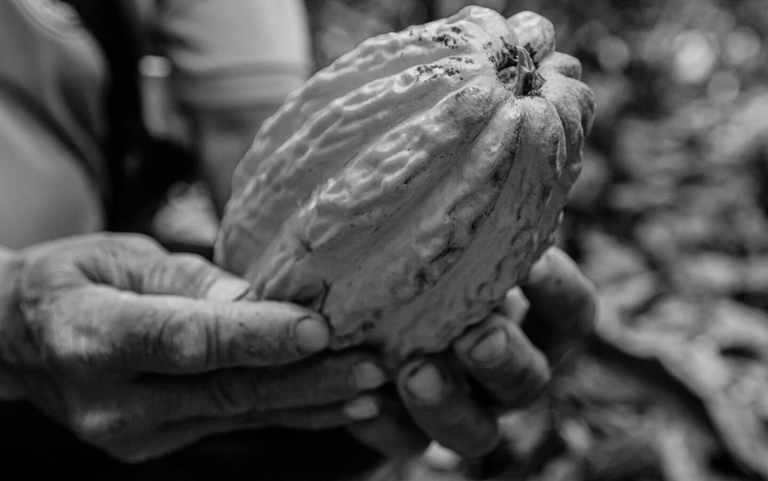 Neuhaus Chocolates Sustainably Sourced Cacao Neuhaus Chocolates Sustainably Sourced Cacao