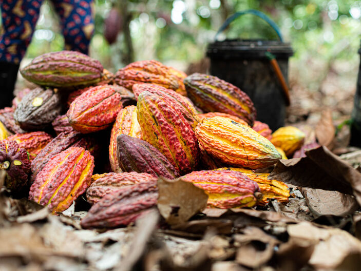 Neuhaus Chocolates Harvesting Neuhaus Chocolates Harvesting