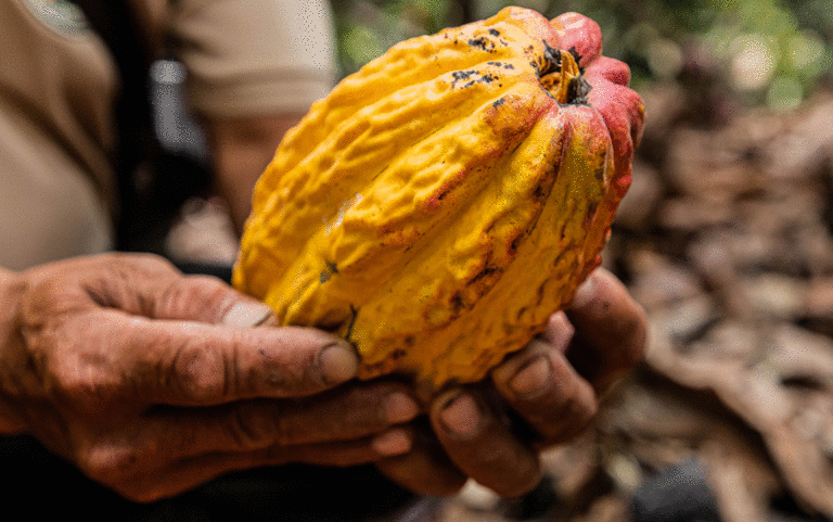 Neuhaus Chocolates Certified Cocoa