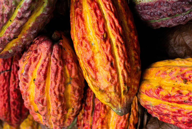 Neuhaus Chocolates Beyond Chocolates Signatory Neuhaus Chocolates Beyond Chocolates Signatory