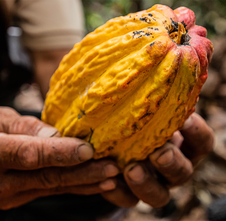 Neuhaus Chocolates Sustainably Sourced Cocoa