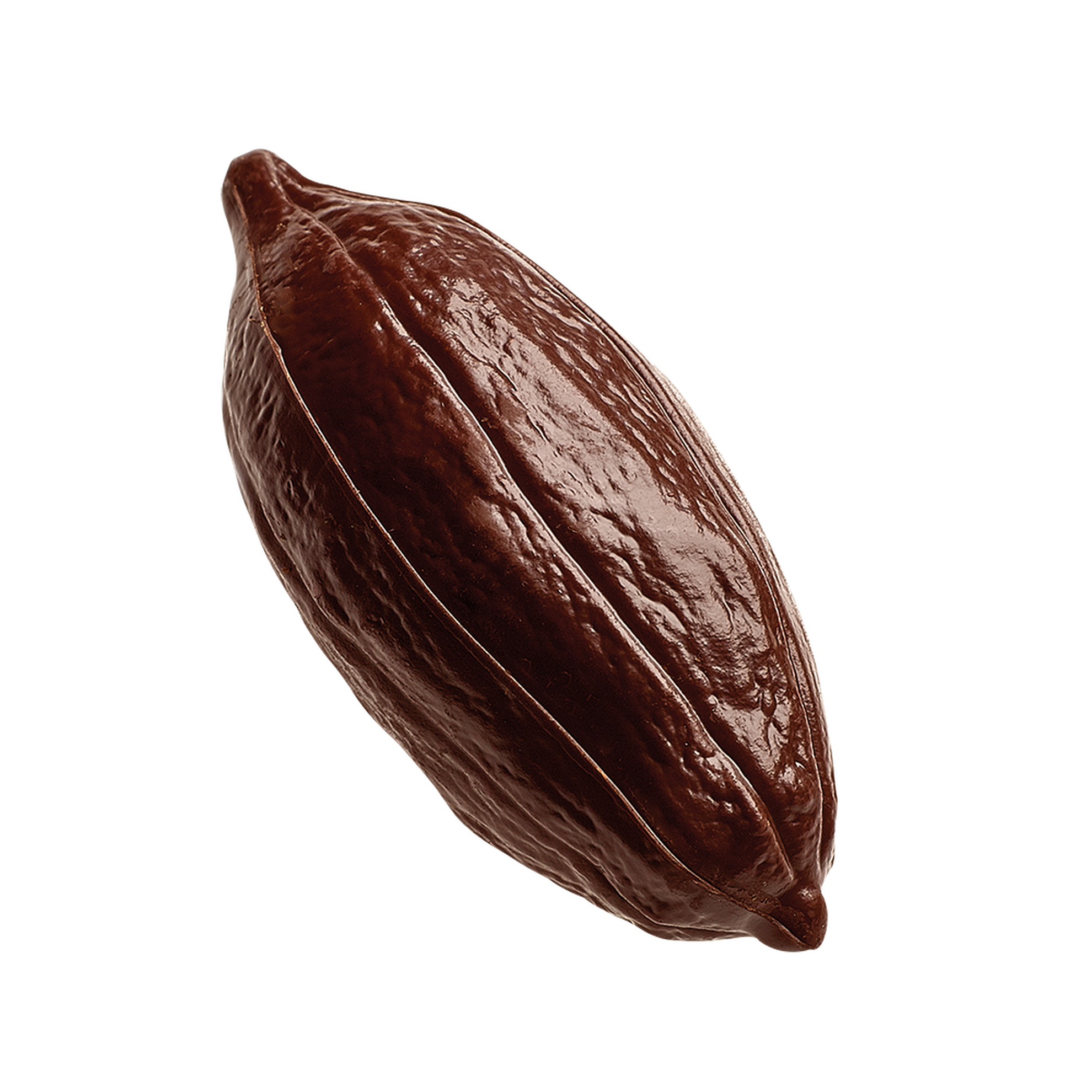 Criollo image number 01